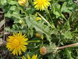 genus Taraxacum. Бутон, цветок, листья. Хабаровский край, окр. г. Комсомольск-на-Амуре, обочина грунтовой дороги. 19.05.2025.