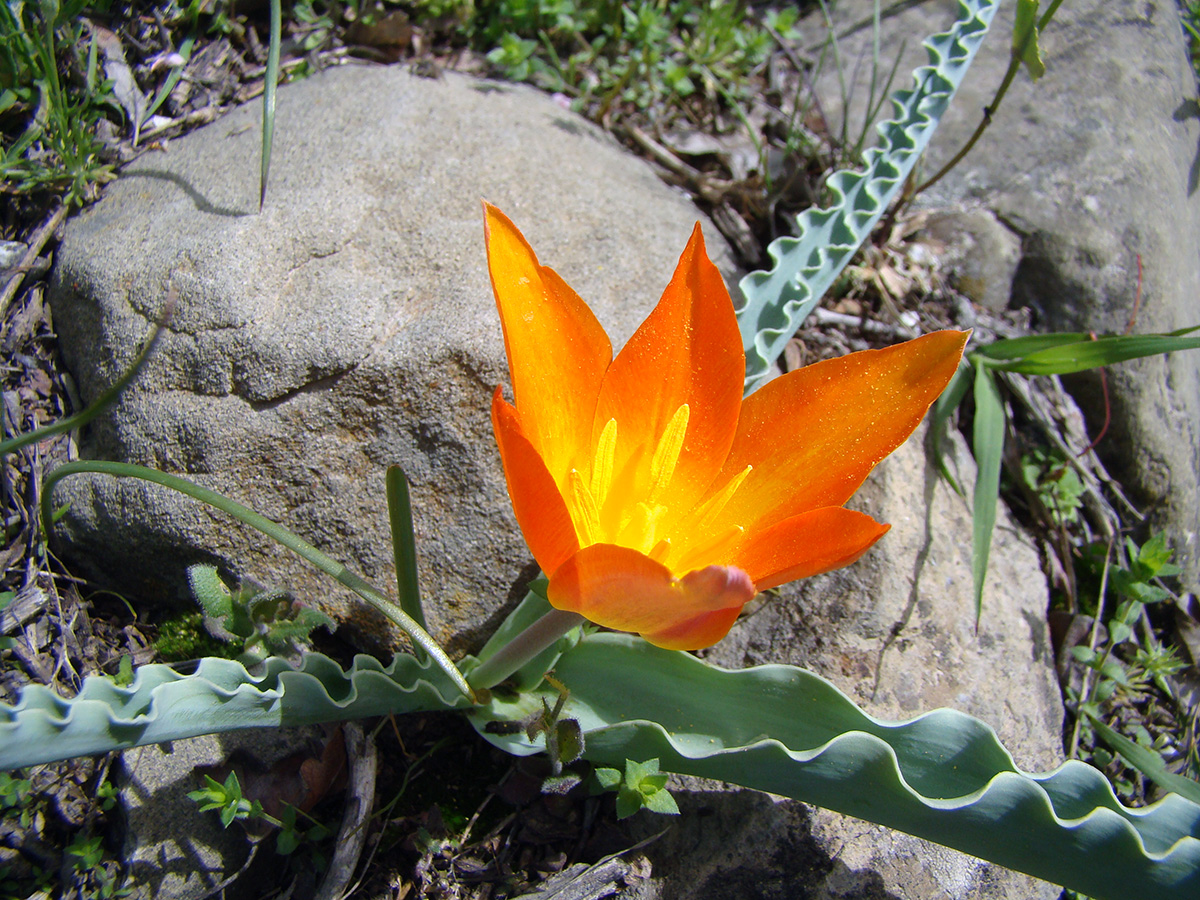 Image of Tulipa ferganica specimen.
