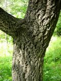 Phellodendron amurense