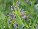Symphytum officinale