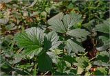 Geum rivale