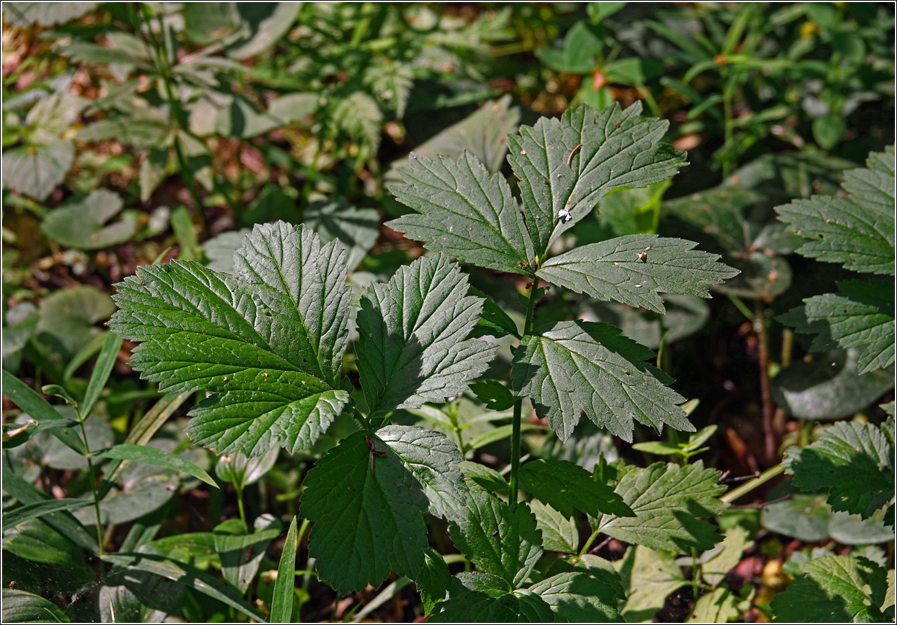 Изображение особи Geum rivale.