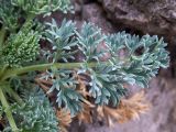 Seseli gummiferum