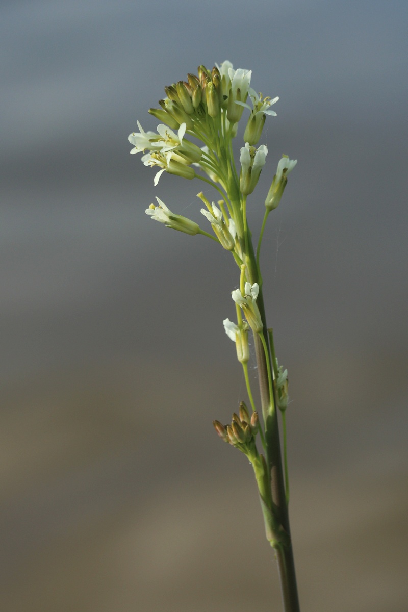 Image of Turritis glabra specimen.
