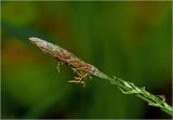 View full-size image Carex pilosa