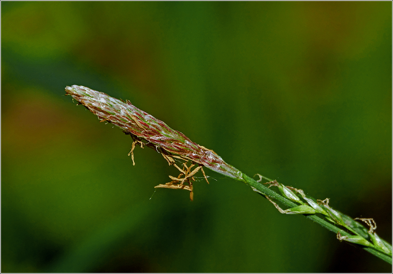 Image of Carex pilosa specimen.