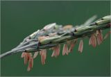 Zea mays. Соцветие с мужскими цветками. Московская обл., Раменский р-н, окр. дер. Хрипань, садовый участок. 04.08.2025.