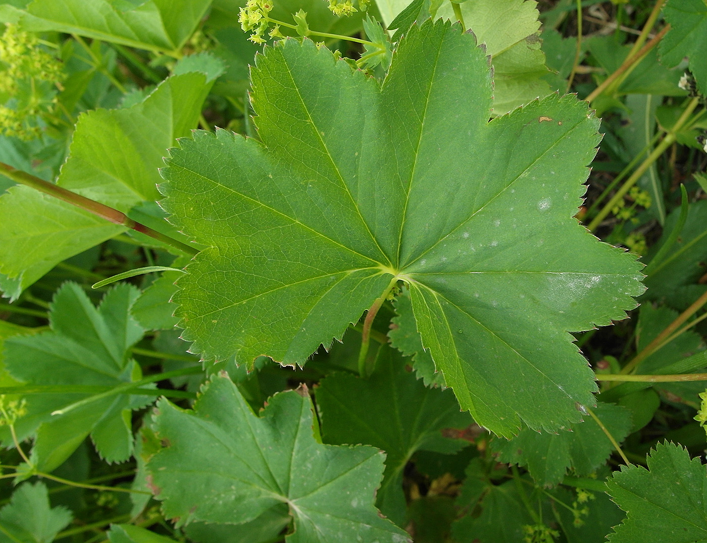 Изображение особи Alchemilla argutiserrata.