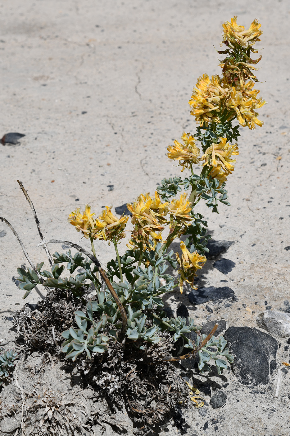 Image of Corydalis fimbrillifera specimen.