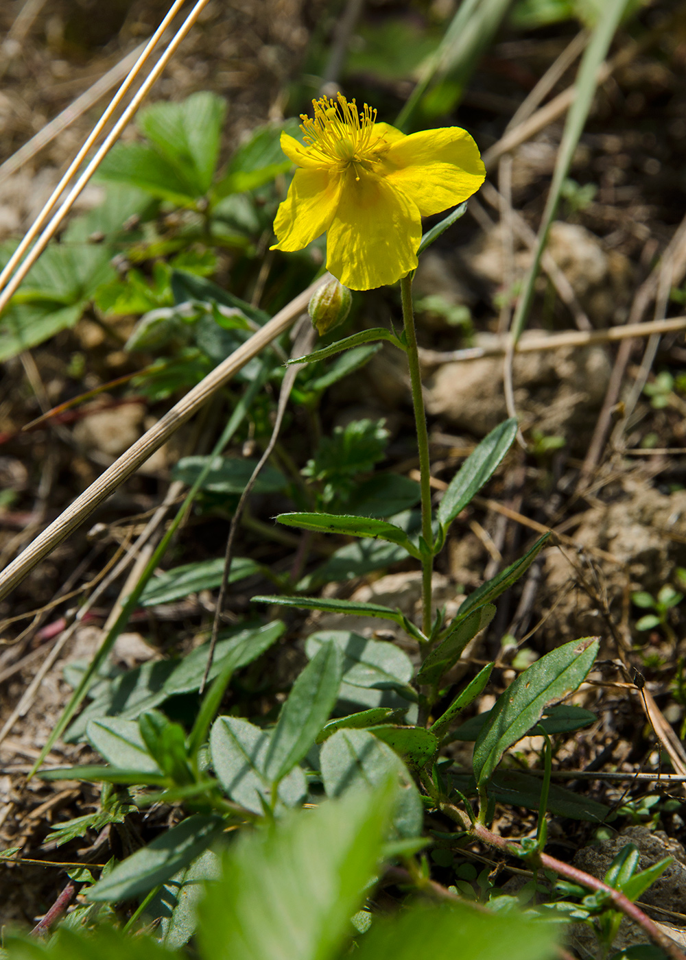 Image of Helianthemum nummularium specimen.