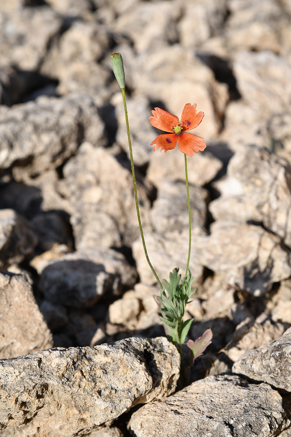 Image of Papaver litwinowii specimen.