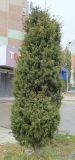 Смотреть изображение род Juniperus
