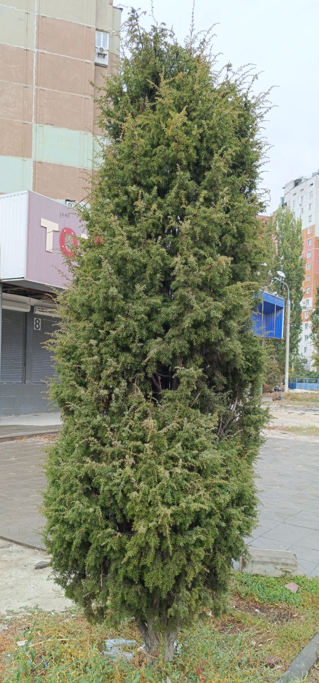 Изображение особи род Juniperus.