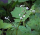 Sanicula europaea. Соцветие. Абхазия, Гагрский р-н, 1650 м н.у.м., широколиственный лес. 12.06.2025.