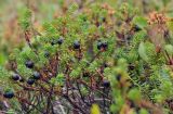 Empetrum nigrum. Верхушки веточек с плодами. Камчатский край, Елизовский р-н, окр. водопада Спокойный, вороничная тундра. 05.09.2025.