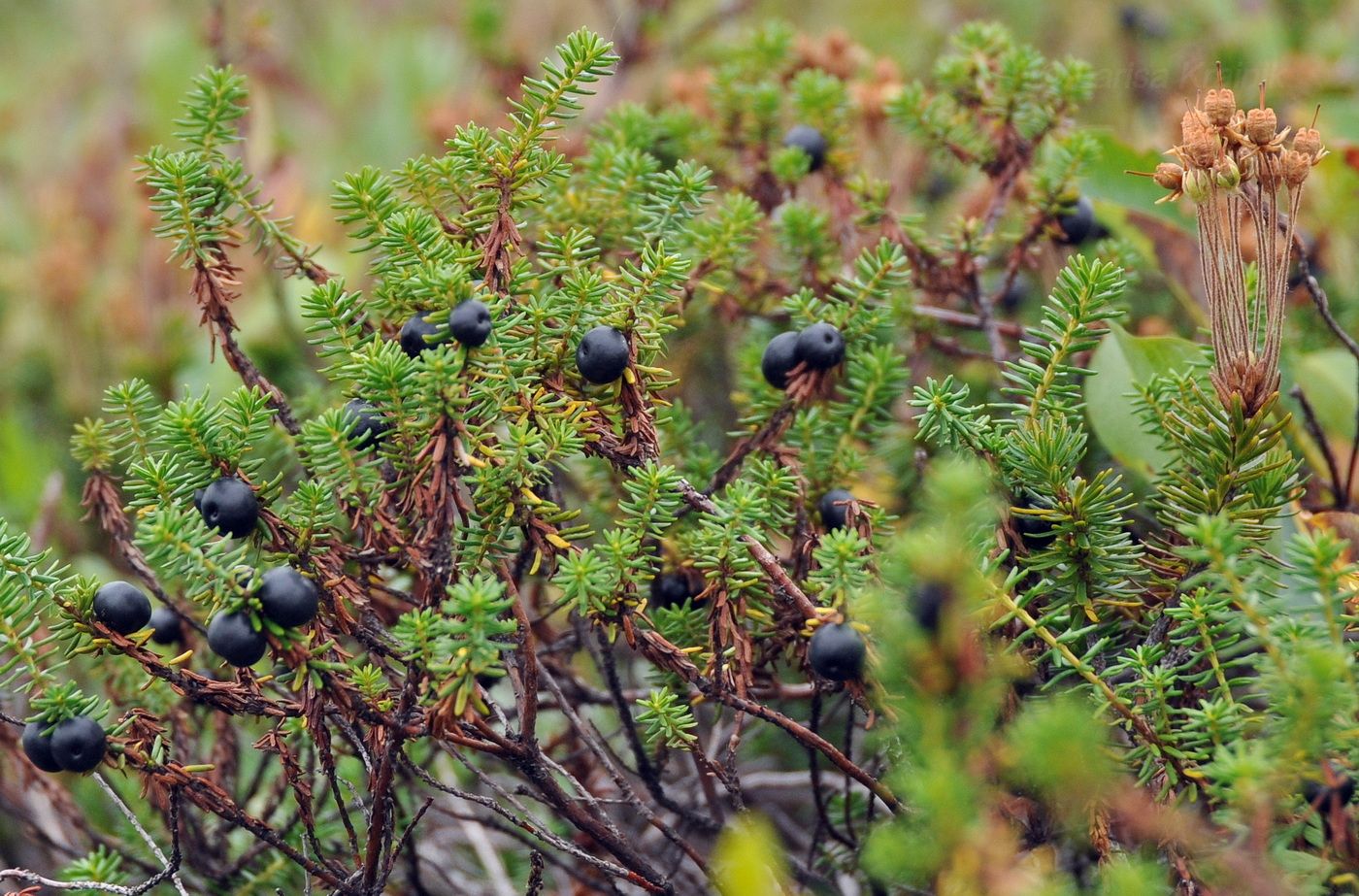 Изображение особи Empetrum nigrum.