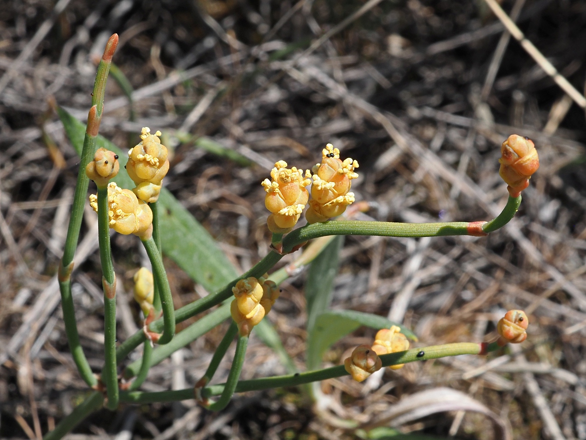 Изображение особи Ephedra distachya.