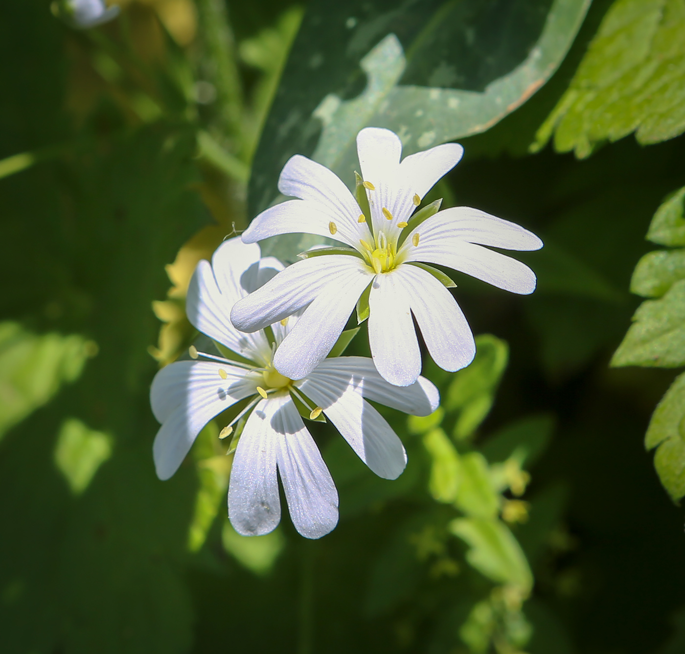 Изображение особи Cerastium davuricum.