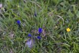 Gentiana pontica. Цветки. Турция, ил Хаккари, Кырыкдаг Яйла, 300 м от базового лагеря в сторону озера, выс. ок. 2570 м н.у.м., луг. 24 мая 2025 г.