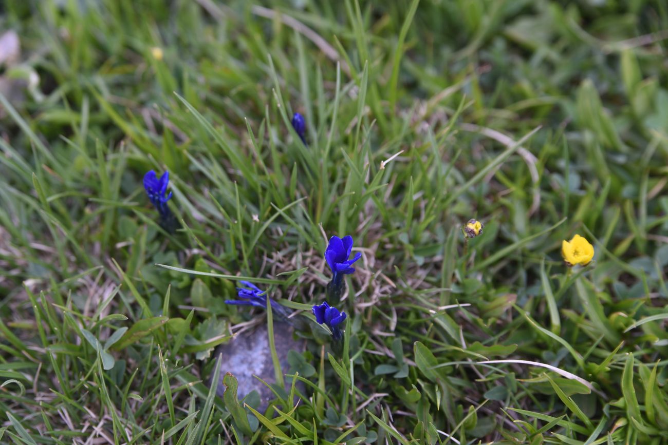 Изображение особи Gentiana pontica.