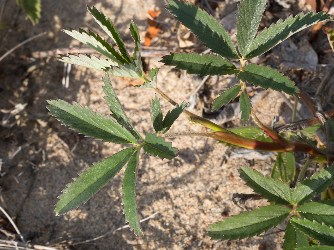 Изображение особи Comarum palustre.