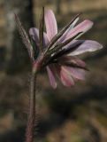 Anemone altaica