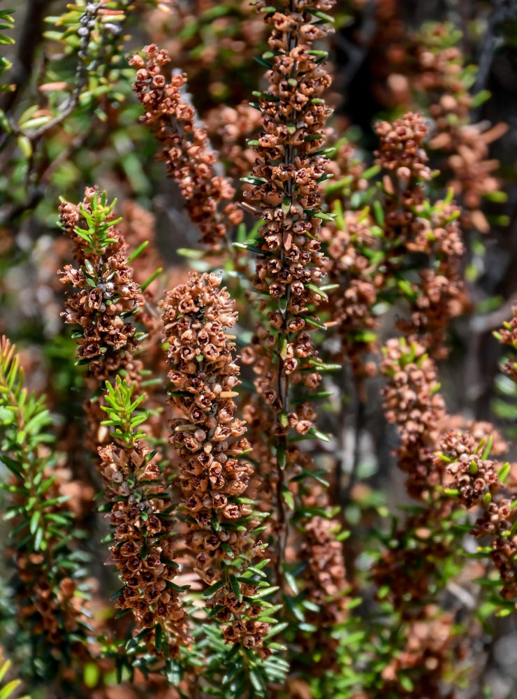 Изображение особи Erica scoparia.