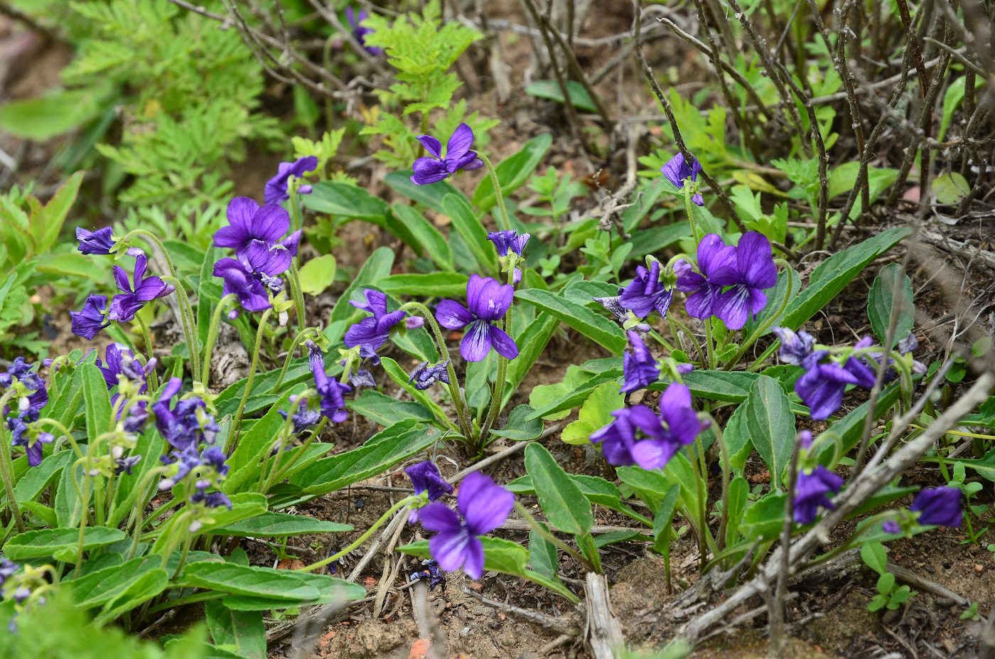 Изображение особи Viola mandshurica.
