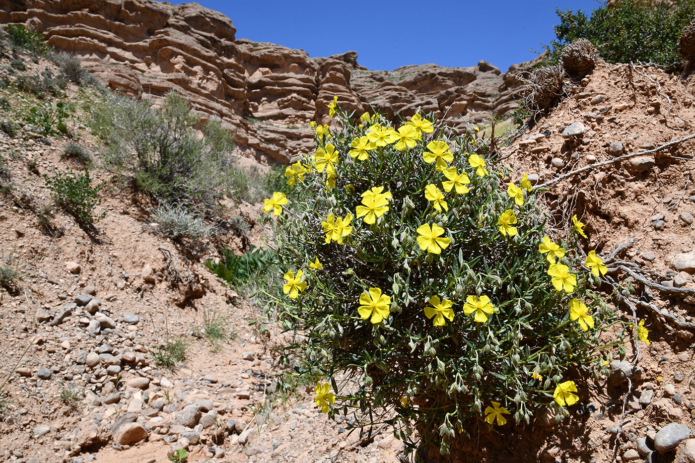 Image of Helianthemum songaricum specimen.