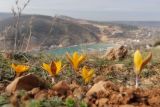 Crocus angustifolius. Цветущие растения. Крым, Севастополь, Балаклава, гора Кефало-Вриси, петрофитная степь. 21.02.2026.