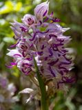 Orchis simia