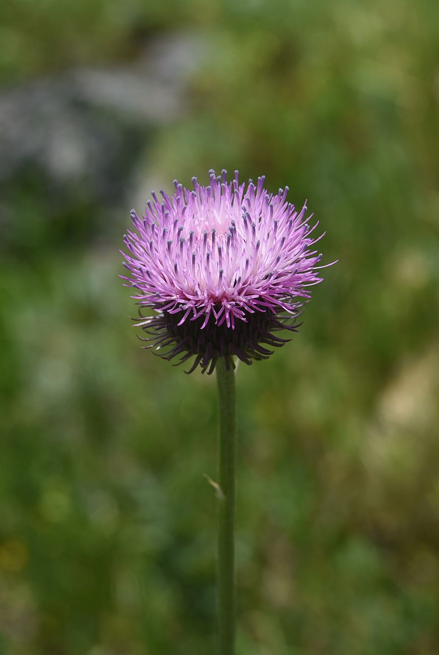Изображение особи Carduus acanthoides.