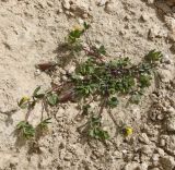 View full-size image genus Lotus