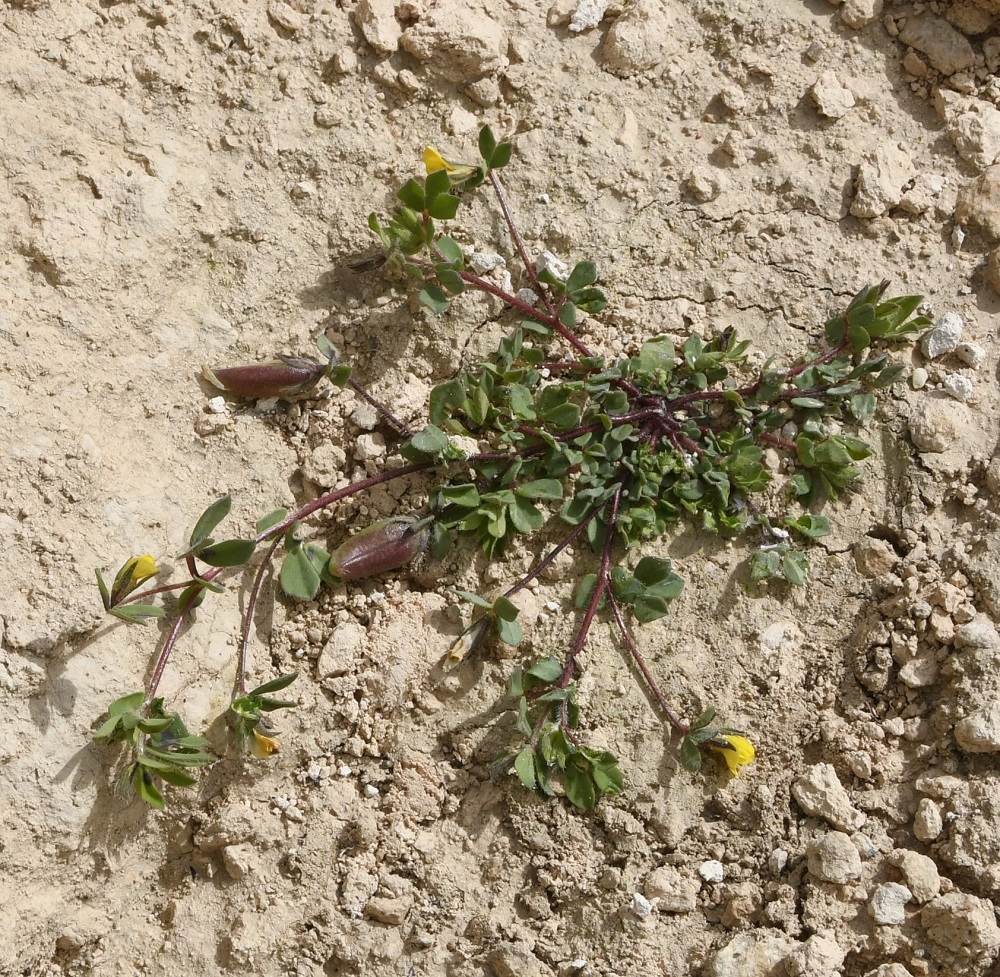 Image of genus Lotus specimen.