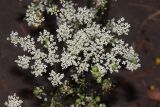 Pimpinella saxifraga. Соцветие с галлами. Томская обл., г. Томск, Академгородок, у дороги. 31.07.2024.