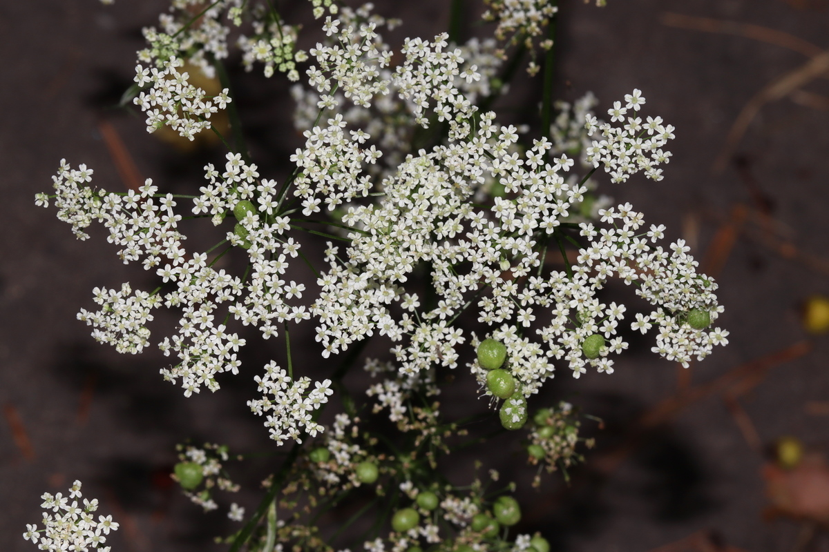 Изображение особи Pimpinella saxifraga.