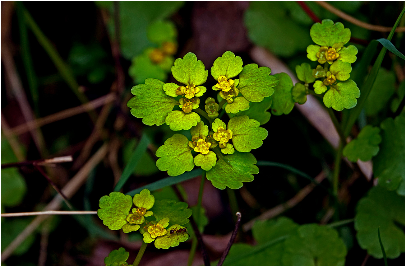 Изображение особи Chrysosplenium alternifolium.