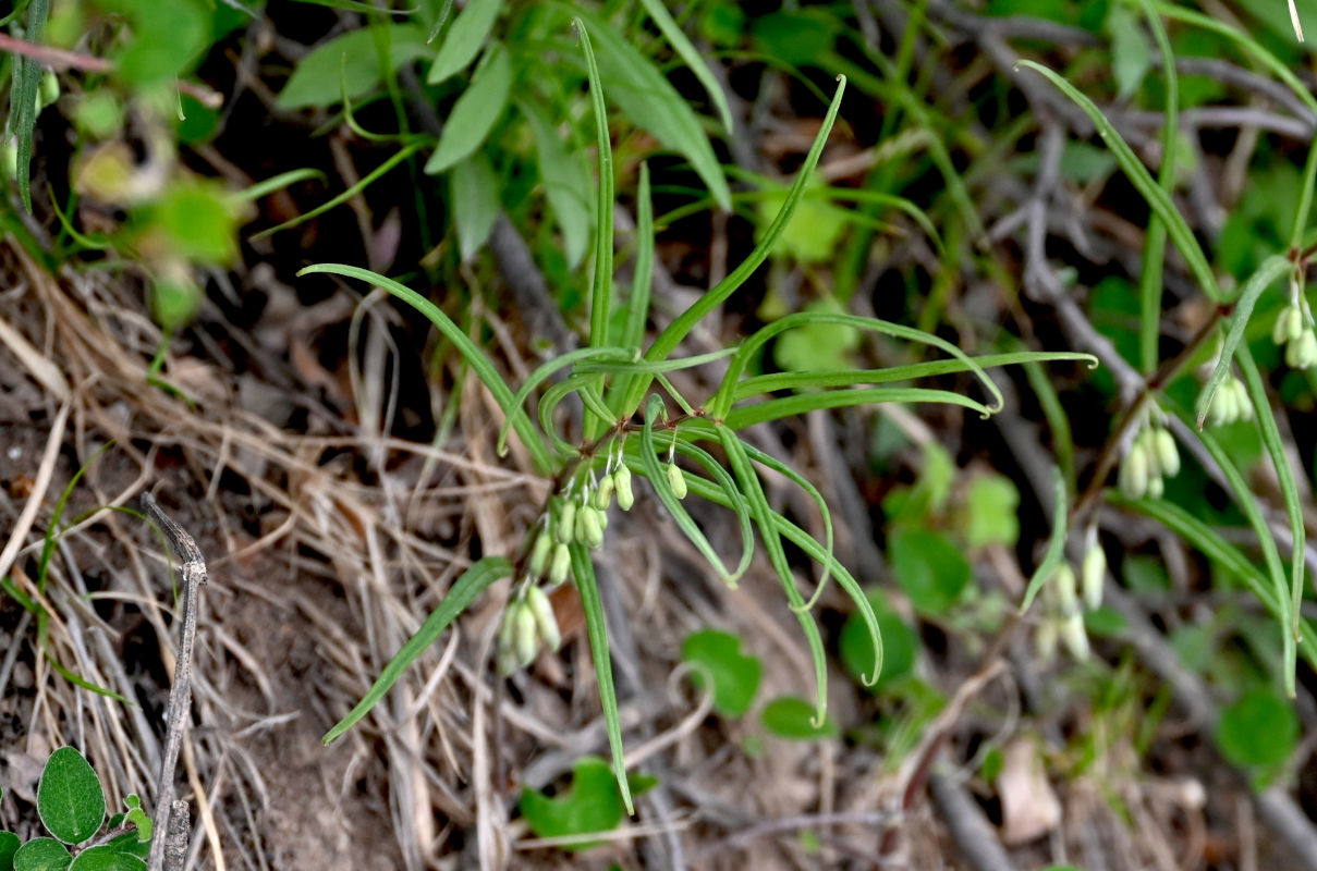Image of Polygonatum sibiricum specimen.