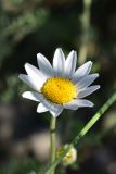 род Anthemis