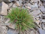 Astragalus olgae. Вегетирующее растение. Таджикистан, Горно-Бадахшанская автономная обл., Рушанский р-н, хр. Музкол, Сарезское оз., пик Обзорный, ≈ 4426 м н.у.м., каменистый склон. 24 июня 2026 г.