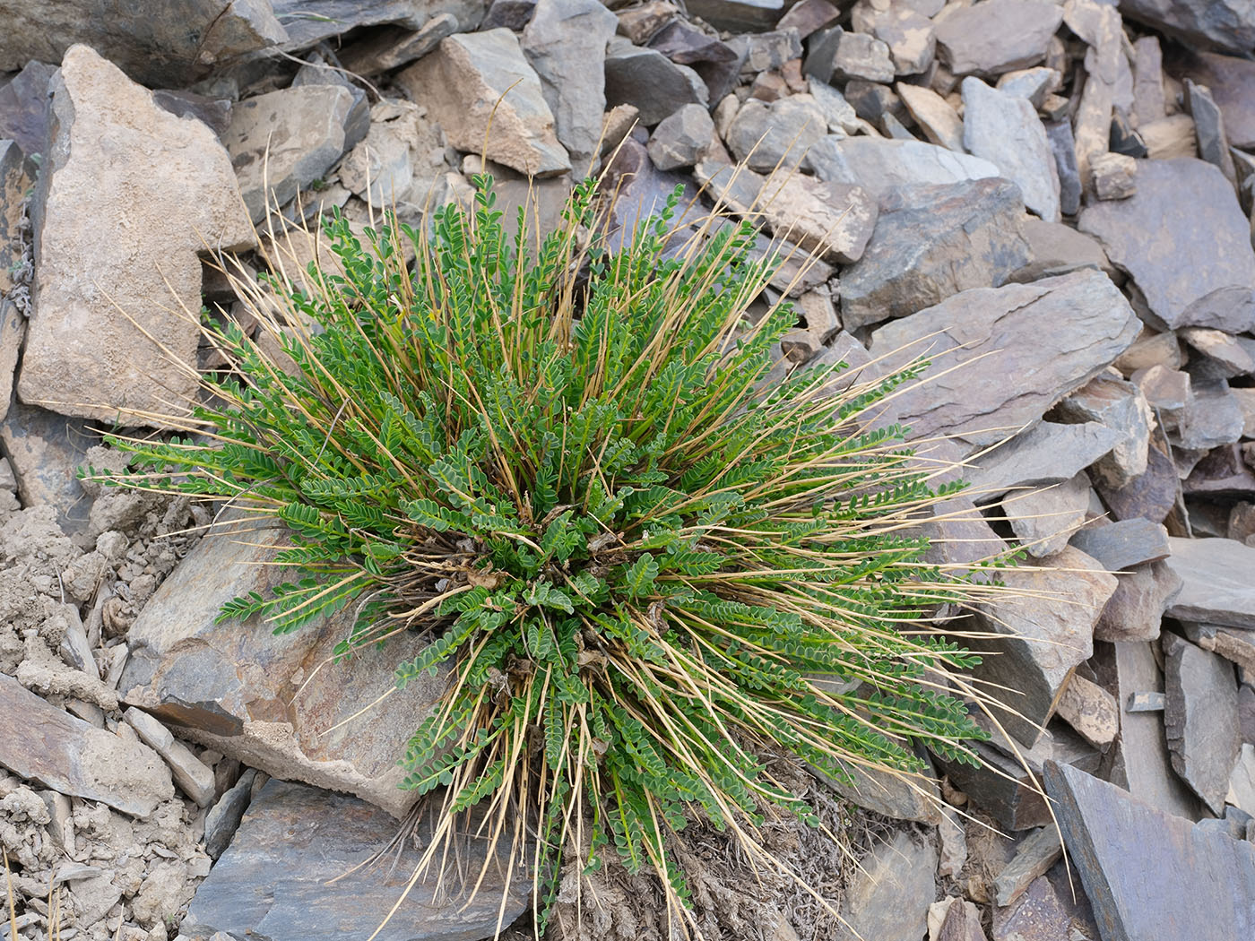 Image of Astragalus olgae specimen.