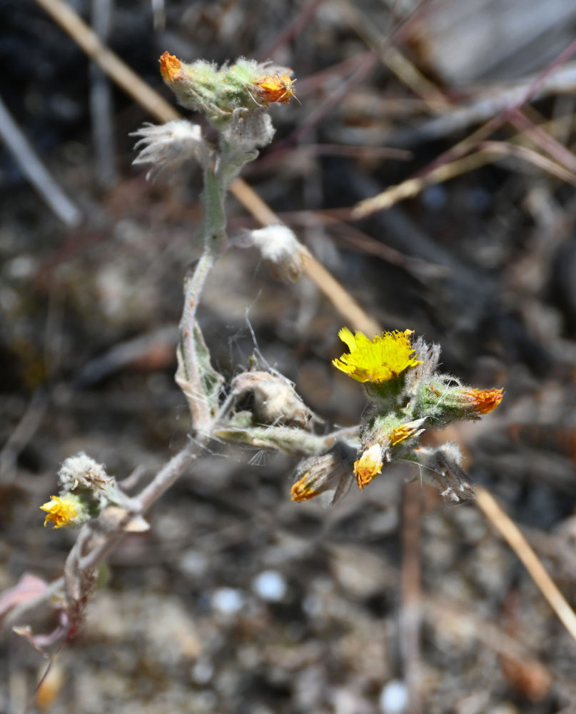 Image of genus Andryala specimen.