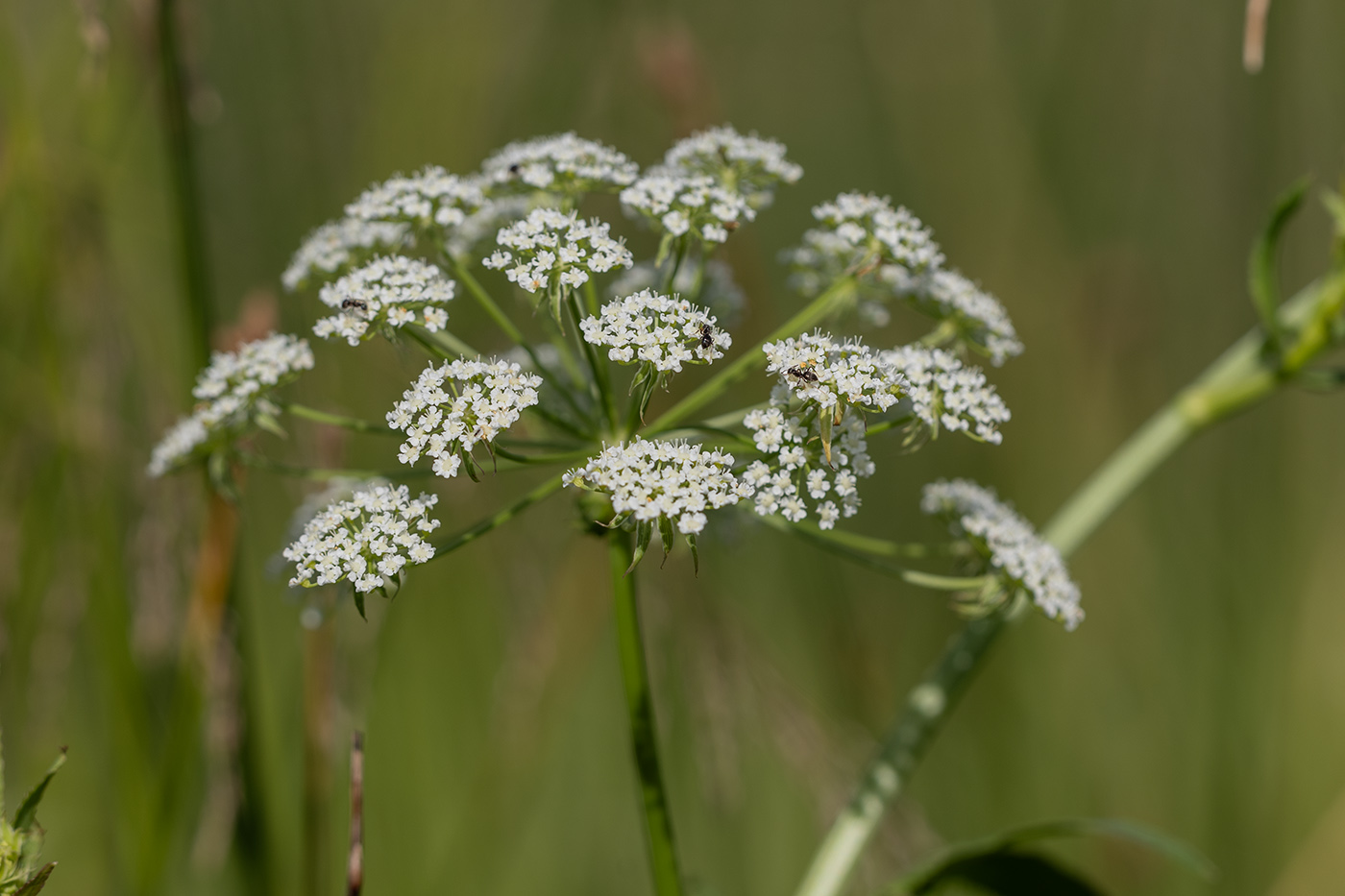 Image of Sium sisaroideum specimen.