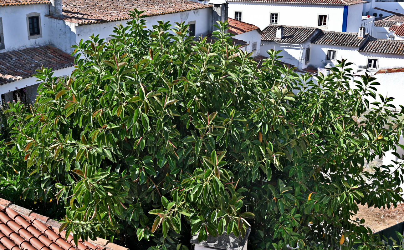 Image of Ficus elastica specimen.