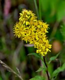 Solidago virgaurea. Соцветия. Московская обл., Сергиево-Посадский гор. округ, верховья р. Воря, опушка смешанного леса. 22.08.2026.