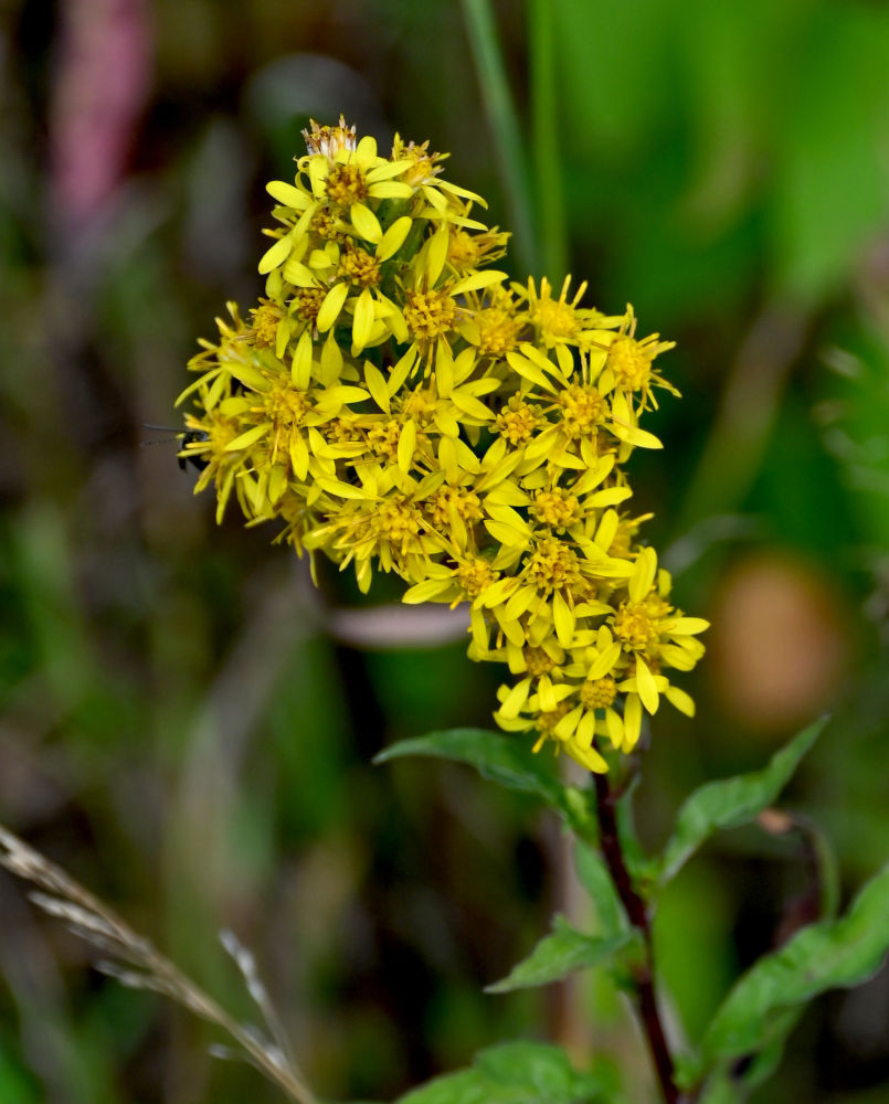 Изображение особи Solidago virgaurea.