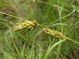 Carex vesicaria. Часть побега с соплодиями. Хабаровский край, г. Комсомольск-на-Амуре, берег озера. 25.06.2026.