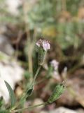 Saponaria griffithiana. Верхушка побега с цветущим и отцветшим цветками. Таджикистан, Горно-Бадахшанская автономная обл., Ишкашимский р-н, окр. кишлака Гармчашма, дол. р. Гармчашма, ≈ 2600 м н.у.м., каменистая осыпь. 2 июля 2026 г.