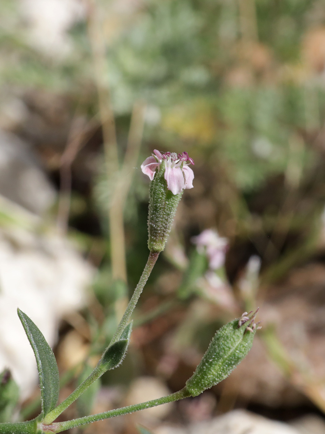 Изображение особи Saponaria griffithiana.