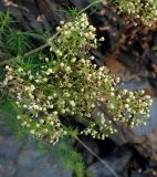 genus Galium. Соцветие. Хабаровский край, Комсомольский р-н, с. Верхняя Эконь, берег р. Амур, на сопке. 07.07.2026.